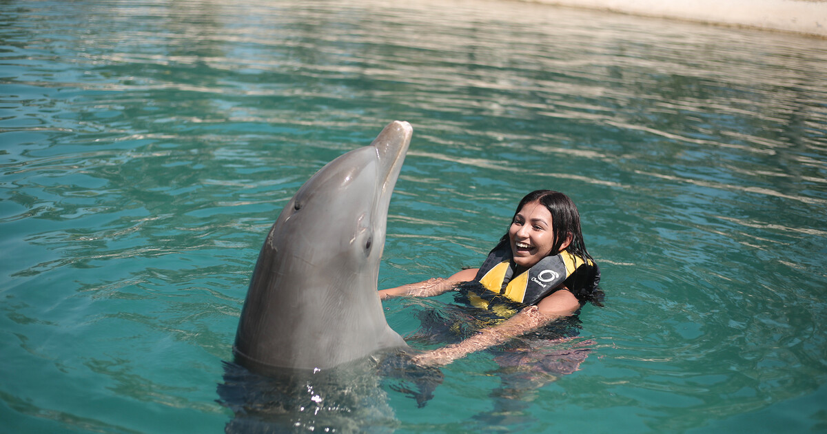 Ocean World Kraliyet Dolphin Swim, Puerto Plata
